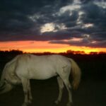 Camargue-sunset